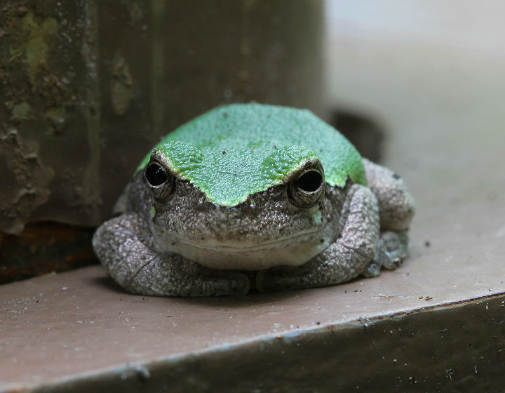 Bird-voiced Treefrog